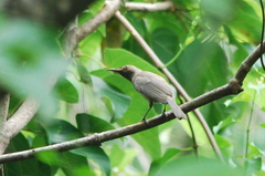 Myzomela obscura