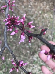 Cercis canadensis