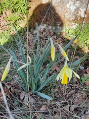 Narcissus pseudonarcissus pseudonarcissus