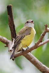 Microeca flavigaster