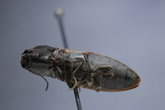 Acteniceromorphus spinosus