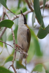 Melithreptus albogularis