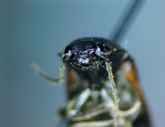 Acteniceromorphus spinosus