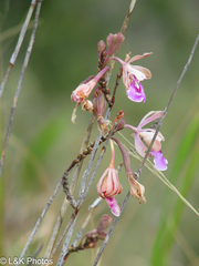 Psychilis macconnelliae
