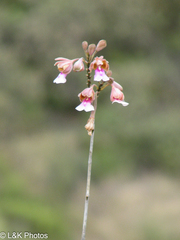 Psychilis macconnelliae