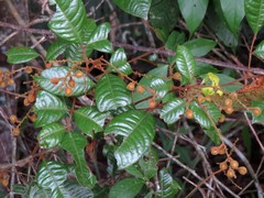 Mischocarpus lachnocarpus