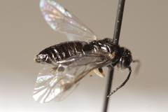 Caliroa liturata