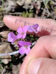 Cardamine nuttallii