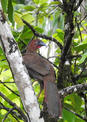 Little Chachalaca photo 2