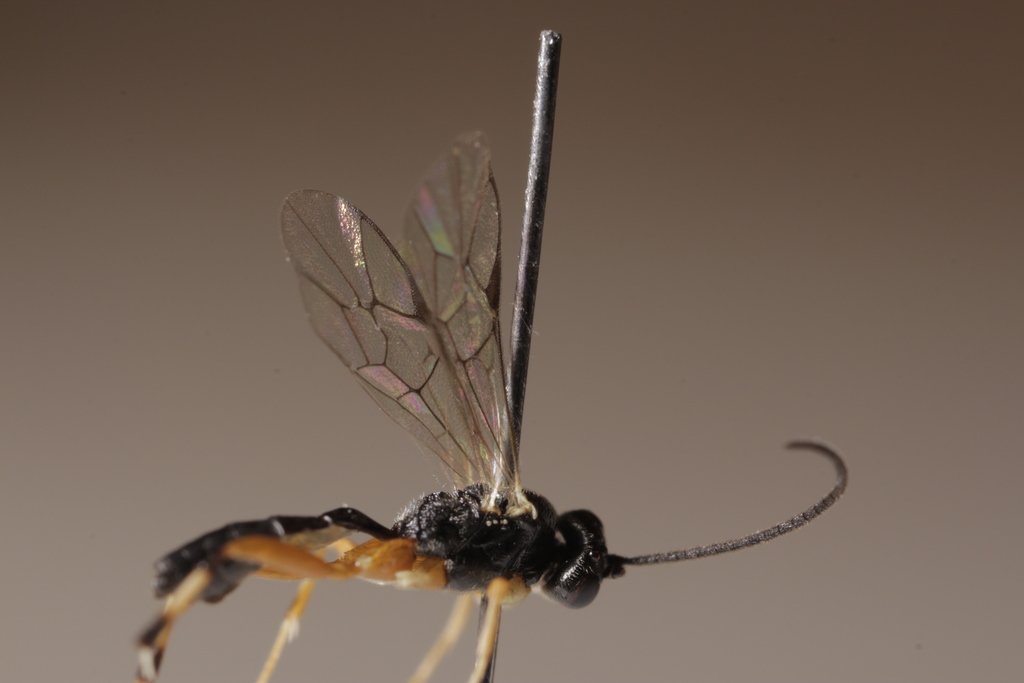 Enytus