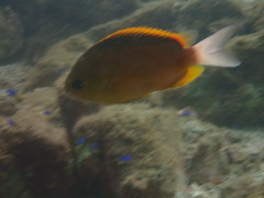 Chromis albicauda