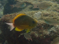 Chromis albicauda