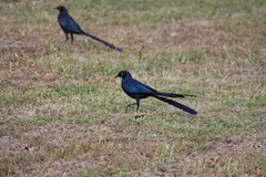 Lamprotornis caudatus