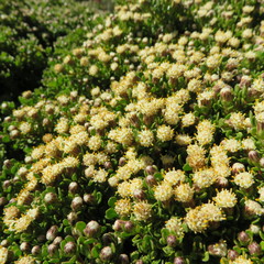 Baccharis magellanica