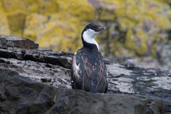 Leucocarbo georgianus