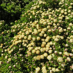 Baccharis magellanica