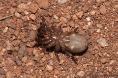 Segregara transvaalensis