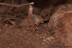 Segregara transvaalensis