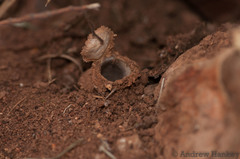 Segregara transvaalensis