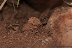 Segregara transvaalensis