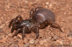 Segregara transvaalensis