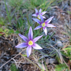Sisyrinchieae
