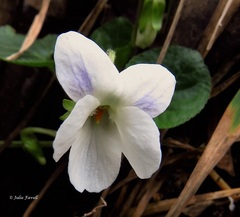 Viola caleyana