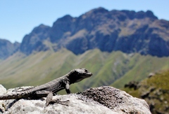 Hemicordylus capensis