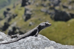 Hemicordylus capensis
