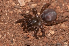 Segregara transvaalensis