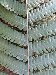 Ctenitis submarginalis