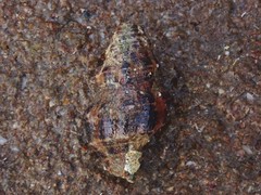 Latirus polygonus