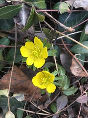 Eranthis
