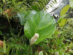 Calathea chiriquensis