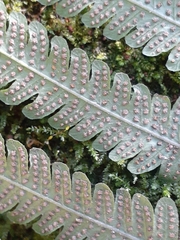 Ctenitis submarginalis