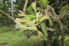 Rodriguezia granadensis