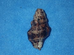 Latirus polygonus