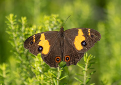 Tisiphone abeona abeona