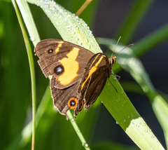 Tisiphone abeona abeona