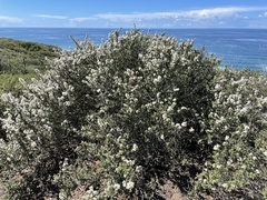 Ceanothus verrucosus
