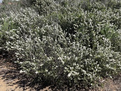 Ceanothus verrucosus