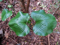 Proiphys amboinensis