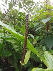 Anthurium cuspidatum