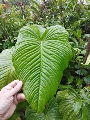 Anthurium cuspidatum