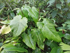 Anthurium cuspidatum
