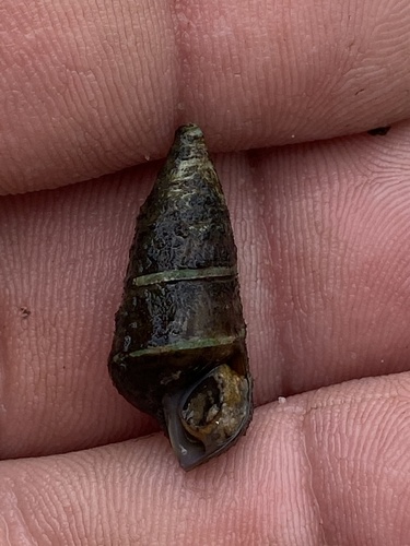 Silty Hornsnail