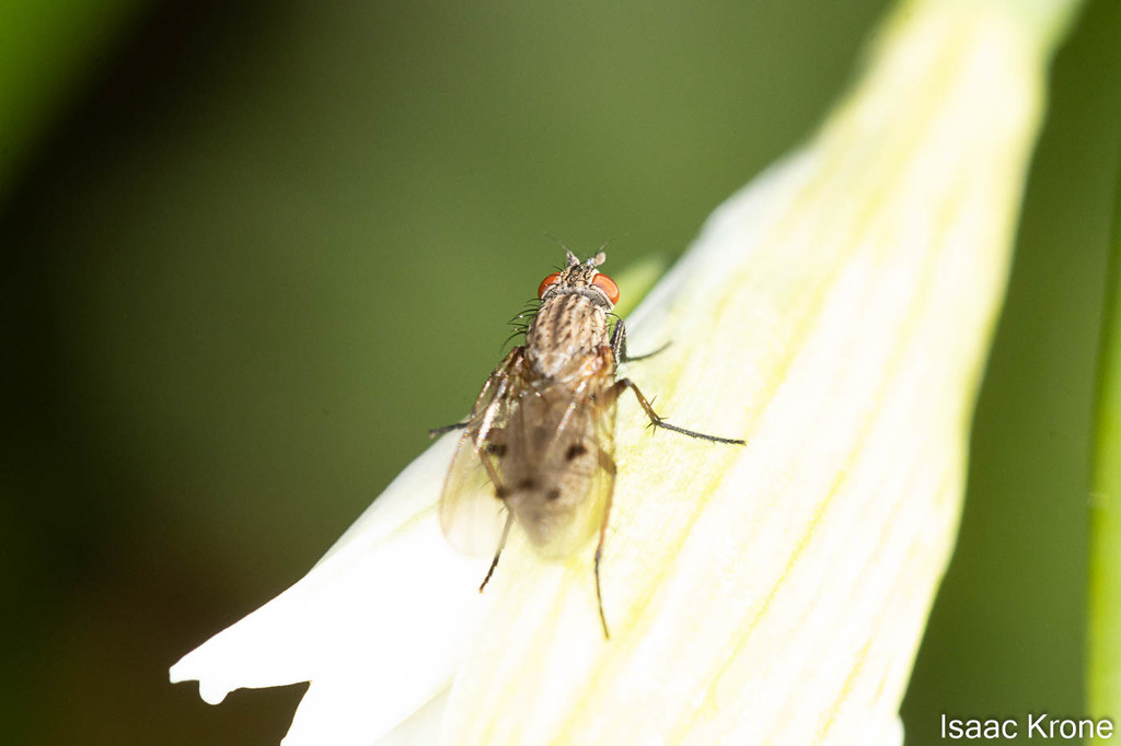 Anthomyia ochripes