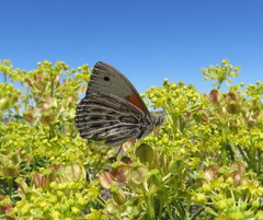 Argyrophorus argenteus