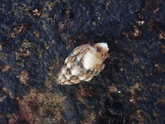 Cerithium atromarginatum