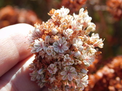 Eriogonum fasciculatum